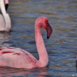 Flamant nain en Camargue