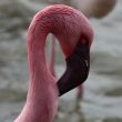 Flamant nain en Camargue | Henry Lesage