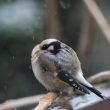 Chez les oiseaux aussi, qui dort dîne