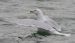 Goéland bourgmestre | Larus hyperboreus | Glaucous Gull