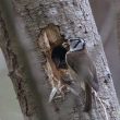 Pour les oiseaux cavernicoles, le nid ne doit pas être trop sombre