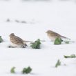 La neige, le Chat sauvage  et les Alouettes des champs