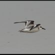 Bécasseau Sanderling en  vol