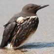 Guillemot de Troïl mazouté