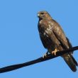 Buse variable