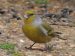 Venturon montagnard | Serinus citrinella | Citril Finch