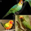 La Conure de Caroline était bien un oiseau d’un genre unique