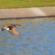 Canard chipeau mâle