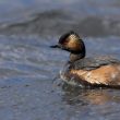 Grèbe a cou noir en plumage intermédiaire