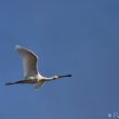 Spatule blanche (Platalea leucorodia) survolant la Camargue