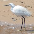 Aigrette garzette