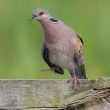 Les dix espèces d’oiseaux les plus sensibles au bruit en Espagne