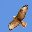 Hybridation entre une Buse variable et une Buse du Maghreb dans le sud de l’Espagne