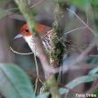 Être suivi par des grallaires dans les forêts sud-américaines…