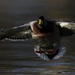 Canard colvert atterrissant