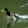 Canard colvert voleur de plumes !