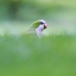 Conure veuve dans l’herbe