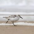 Bécasseau sanderling