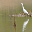 Aigrette garzette sur le lac de Quinson