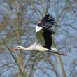 Cigogne blanche alascienne