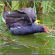 Gallinule