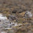 Bécasseaux sanderlings