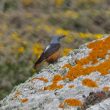 Un Monticole de roche sur l’île d’Yeu (Vendée) le 5 mai 2013