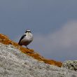 Traquet motteux sur l’Île d’Yeu