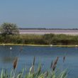 Où observer les oiseaux en Camargue ?