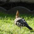 Huppe fasciée dans mon jardin