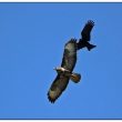 Buse variable harcelée par une Corneille noire