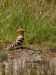 Huppe fasciée | Upupa epops | Hoopoe