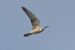 Faucon kobez | Falco vespertinus | Red-footed Falcon