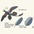 L’étude d’un modèle de Microraptor apporte de nouveaux éléments sur l’origine du vol