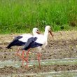 Cigognes blanches se nourrissant