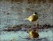 Bergeronnette printanière | Motacilla flava | Yellow Wagtail