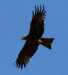 Milan royal | Milvus milvus | Red Kite