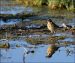 Bergeronnette printanière | Motacilla flava | Yellow Wagtail