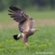 Suivez en direct la nidification d’un couple d’Aigles pomarins en Lettonie