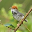 Description d’une nouvelle espèce d’oiseau, la Couturière chaktomuk ou du Cambodge