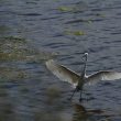 Aigrette garzette