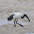 La campagne d’extermination des Ibis sacrés français est probablement injustifiée