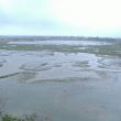 Observer les oiseaux dans le parc naturel des Aiguamolls de l’Empordà (Espagne)