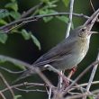 Une Locustelle fluviatile avec un drôle de chant