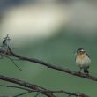 Tarier des prés avec bécquée à l’aube