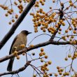 Bulbul des jardins, port de pêche de Tipaza, Algérie