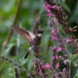 Rencontre avec le Colibri d’Alice dans le nord du Pérou