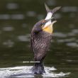 Un Cormoran à aigrettes qui a peut-être vu un peu gros…