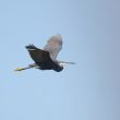 Aigrette des récifs au  Scamandre (Camargue gardoise)