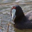 Le retour de la Foulque caronculée dans la province de Grenade (Espagne)